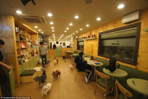 The dog cafe къщата на бау в корея печели яростна популярност The dog cafe къщата на бау в корея печели яростна популярност